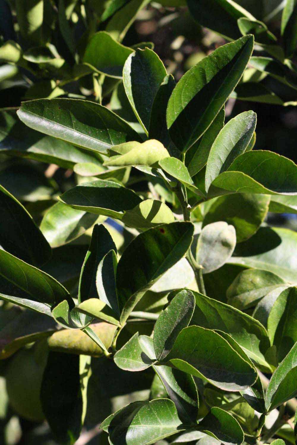              Sun leaves (Riverside, CA)       